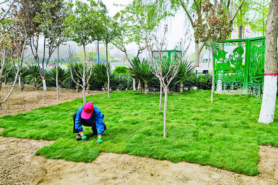 运城天逸公园铺种草皮 提升绿化环境